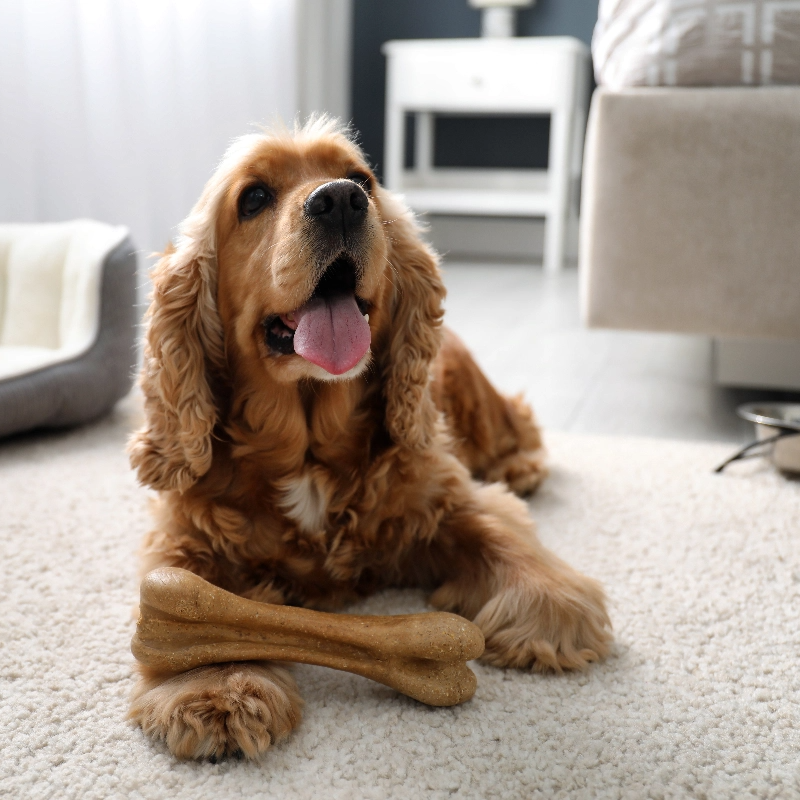 Il tuo amico a quattro zampe è il benvenuto con un contenuto costo aggiuntivo per la pulizia.